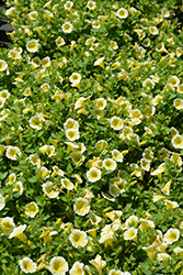 Blanket Yellow Petunia (Petunia 'Blanket Yellow') at Stonegate Gardens