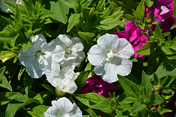 Blanket Double White Petunia (Petunia 'Blanket Double White') at Stonegate Gardens