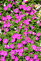 Blanket Rose Petunia (Petunia 'Blanket Rose') at Stonegate Gardens