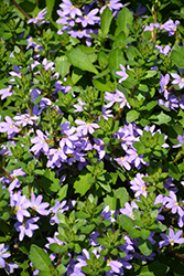 Scampi Blue Fan Flower (Scaevola aemula 'Scampi Blue') at Stonegate Gardens