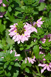 Scampi Pink Fan Flower (Scaevola aemula 'Scampi Pink') at Stonegate Gardens