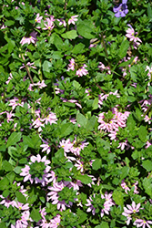 Scampi Pink Fan Flower (Scaevola aemula 'Scampi Pink') at Stonegate Gardens