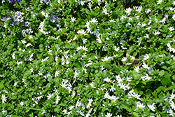 Scampi White Fan Flower (Scaevola aemula 'Scampi White') at Stonegate Gardens