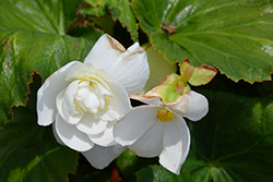 AmeriHybrid Roseform White Begonia (Begonia 'AmeriHybrid Roseform White') at Stonegate Gardens