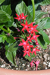 Starcluster Red Star Flower (Pentas lanceolata 'Starcluster Red') at Stonegate Gardens