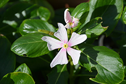 Soiree Crown Pink Vinca (Catharanthus roseus 'Soiree Crown Pink') at Lakeshore Garden Centres