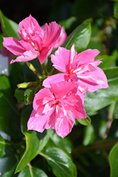 Soiree Double Pink Vinca (Catharanthus roseus 'Soiree Double Pink') at Stonegate Gardens
