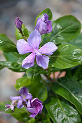 Soiree Kawaii Double Orchid Vinca (Catharanthus roseus 'Soiree Double Orchid') at Stonegate Gardens