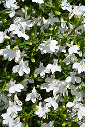 Suntory Trailing White Lobelia (Lobelia 'Suntory Trailing White') at Stonegate Gardens