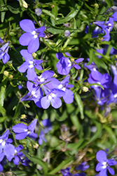 Suntory Compact Blue Lobelia (Lobelia 'Suntory Compact Blue') at Stonegate Gardens