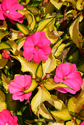 SunPatiens Compact Tropical Rose New Guinea Impatiens (Impatiens 'SunPatiens Compact Tropical Rose') at Stonegate Gardens