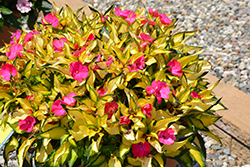 SunPatiens Compact Tropical Rose New Guinea Impatiens (Impatiens 'SunPatiens Compact Tropical Rose') at Stonegate Gardens