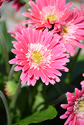 Garvinea Sweet Memories Gerbera (Gerbera 'Garvinea Sweet Memories') at Lakeshore Garden Centres