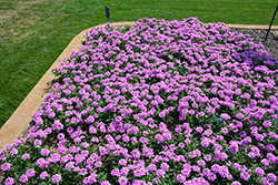 EnduraScape Pink Bicolor Verbena (Verbena 'Balendpibi') at Stonegate Gardens