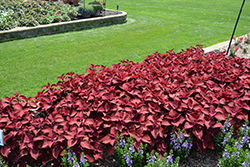 Ruby Slippers Coleus (Solenostemon scutellarioides 'UF13-42-4') at Lakeshore Garden Centres