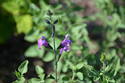 Arctic Blaze Purple Sage (Salvia 'Novasalpur') at Stonegate Gardens