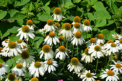 PowWow White Coneflower (Echinacea purpurea 'PowWow White') at Lakeshore Garden Centres