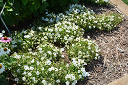 Rapido White Bellflower (Campanula carpatica 'Rapido White') at Stonegate Gardens