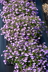 Lobelix Lilac Lobelia (Lobelia 'Lobelix Lilac') at Stonegate Gardens