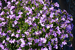 Lobelix Lilac Lobelia (Lobelia 'Lobelix Lilac') at Stonegate Gardens