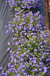 Lobelix Blue Lobelia (Lobelia 'Lobelix Blue') at Stonegate Gardens