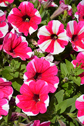 Surprise Pink Touch Petunia (Petunia 'Surprise Pink Touch') at Stonegate Gardens