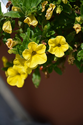 Aloha Yellow Calibrachoa (Calibrachoa 'Aloha Yellow') at Stonegate Gardens