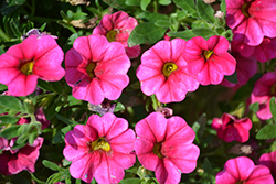 Aloha Hot Pink Calibrachoa (Calibrachoa 'Aloha Hot Pink') at Stonegate Gardens
