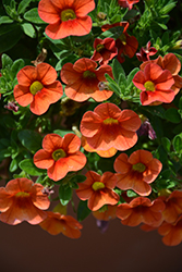 Aloha Hot Orange Calibrachoa (Calibrachoa 'Aloha Hot Orange') at A Very Successful Garden Center