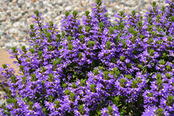 Purple Haze Fan Flower (Scaevola aemula 'Purple Haze') at Stonegate Gardens