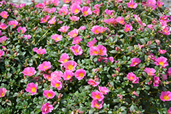 Pazzaz Sweet Pink Portulaca (Portulaca oleracea 'Pazzaz Sweet Pink') at Stonegate Gardens
