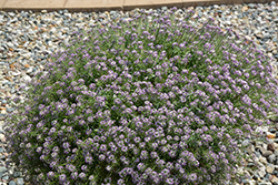 Stream Deep Lavender Sweet Alyssum (Lobularia maritima 'Stream Deep Lavender') at Stonegate Gardens