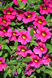 Noa Happy Pink Calibrachoa (Calibrachoa 'Noa Happy Pink') at Stonegate Gardens