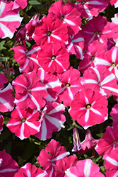 ColorRush Pink Star Petunia (Petunia 'Balcushpar') at Stonegate Gardens
