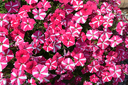 ColorRush Pink Star Petunia (Petunia 'Balcushpar') at Stonegate Gardens