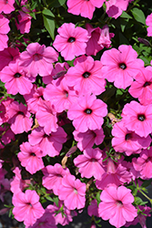 ColorRush Pink Petunia (Petunia 'Balcushink') at Stonegate Gardens