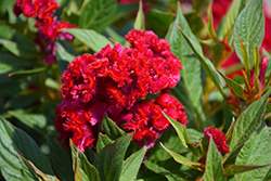 Twisted Red Celosia (Celosia cristata 'Twisted Red') at Stonegate Gardens