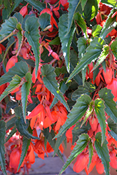 Summerwings Deep Red Begonia (Begonia 'Summerwings Deep Red') at Stonegate Gardens