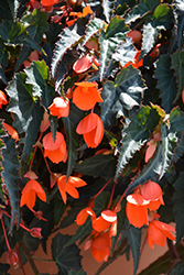 California Sunlight Begonia (Begonia boliviensis 'California Sunlight') at Stonegate Gardens