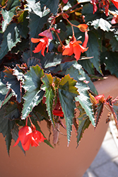 Mistral Dark Red Begonia (Begonia boliviensis 'KLEBG14477') at Stonegate Gardens
