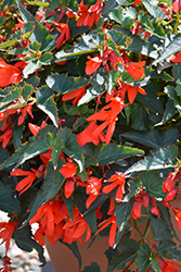 Mistral Orange Begonia (Begonia boliviensis 'KLEBG13461') at Stonegate Gardens