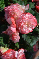 Nonstop Rose Petticoat Begonia (Begonia 'Nonstop Rose Petticoat') at Stonegate Gardens