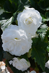Nonstop White Begonia (Begonia 'Nonstop White') at Stonegate Gardens