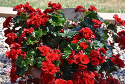 Solenia Velvet Red Begonia (Begonia x hiemalis 'Solenia Velvet Red') at Stonegate Gardens