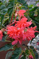 Belleconia Rose Begonia (Begonia 'Belleconia Rose') at Stonegate Gardens