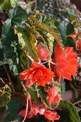 Belleconia Salmon Begonia (Begonia 'Belleconia Salmon') at Stonegate Gardens