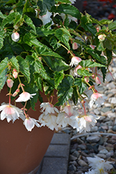 Belleconia Snow Begonia (Begonia 'Belleconia Snow') at Stonegate Gardens
