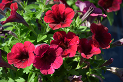 Sweetunia Burgundy Petunia (Petunia 'Sweetunia Burgundy') at Stonegate Gardens