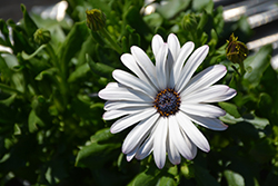 Margarita Supreme White African Daisy (Osteospermum 'Margarita Supreme White') at Lakeshore Garden Centres