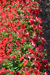 Whispers Red Petunia (Petunia 'Whispers Red') at Stonegate Gardens